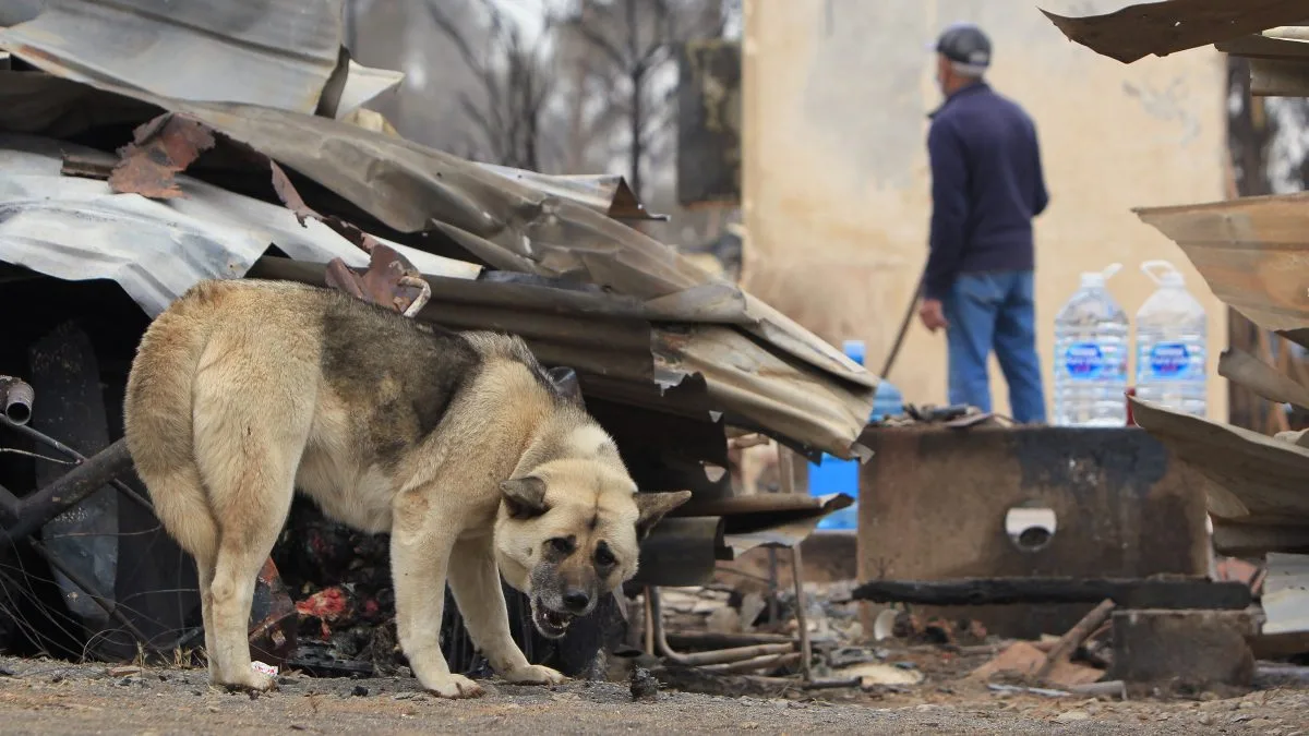 Vitacura recibirá medicamentos e insumos médicos veterinarios para animales afectados por incendios