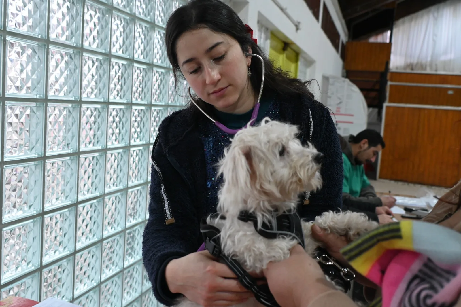 Municipalidad de Hualpén ha realizado más de 3.800 esterilizaciones a mascotas